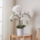 Decorative plants and flowers