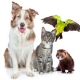 Pet supplies
