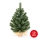 Christmas tree XMAS TREES 50 cm pine