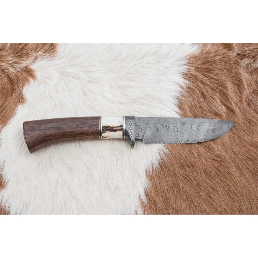 Damascus hunting knife 11,8 cm walnut/deer antler