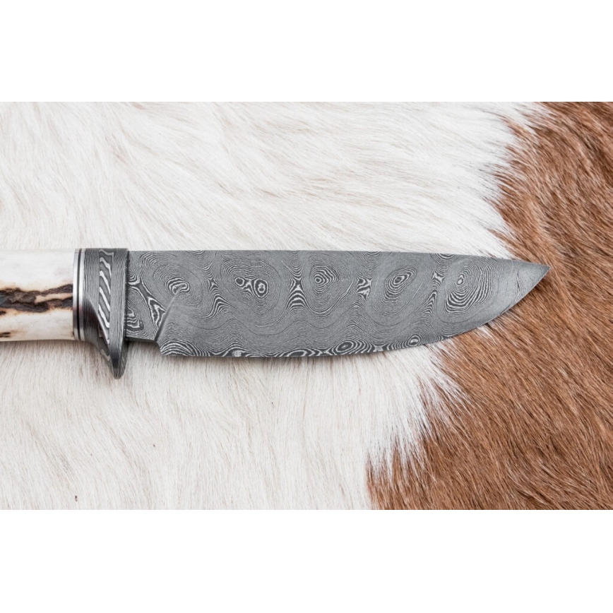 Damascus hunting knife 11,8 cm walnut/deer antler