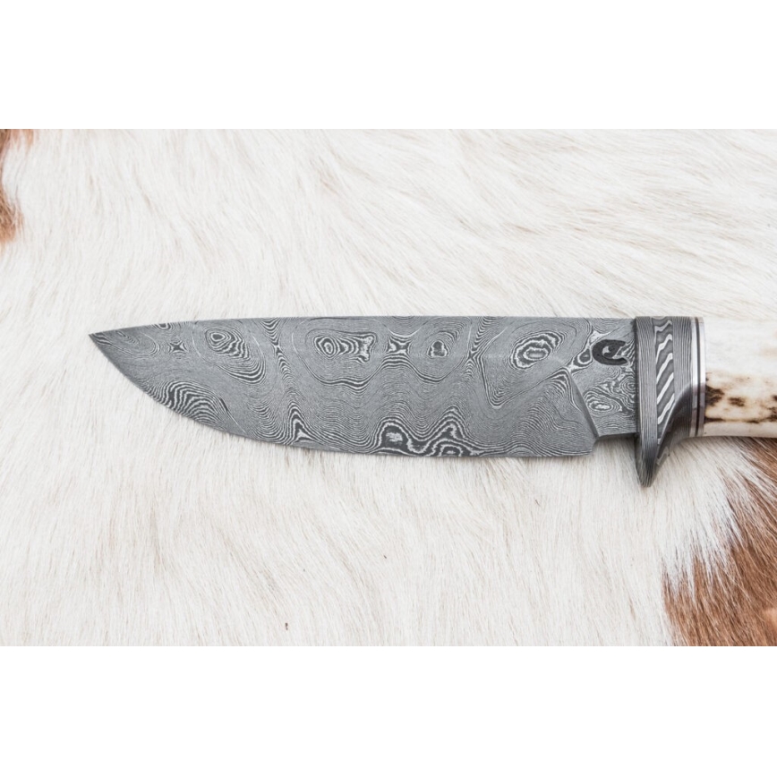 Damascus hunting knife 11,8 cm walnut/deer antler