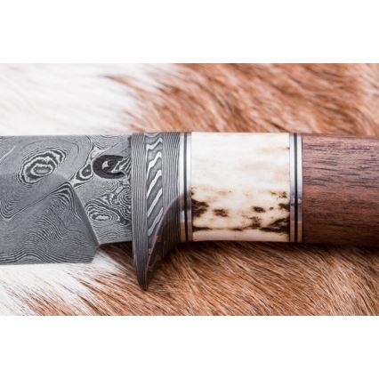 Damascus hunting knife 11,8 cm walnut/deer antler