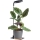 Dimmable LED Desk Lamp for Growing Plants VERDI LED/5W/5V 1300K CRI 95 černá