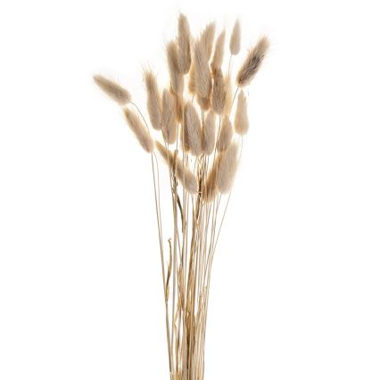 Eglo - Dried flower 60 cm beige