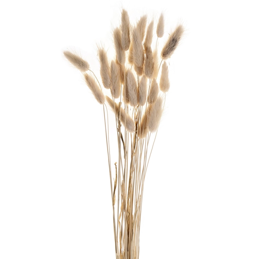Eglo - Dried flower 60 cm beige
