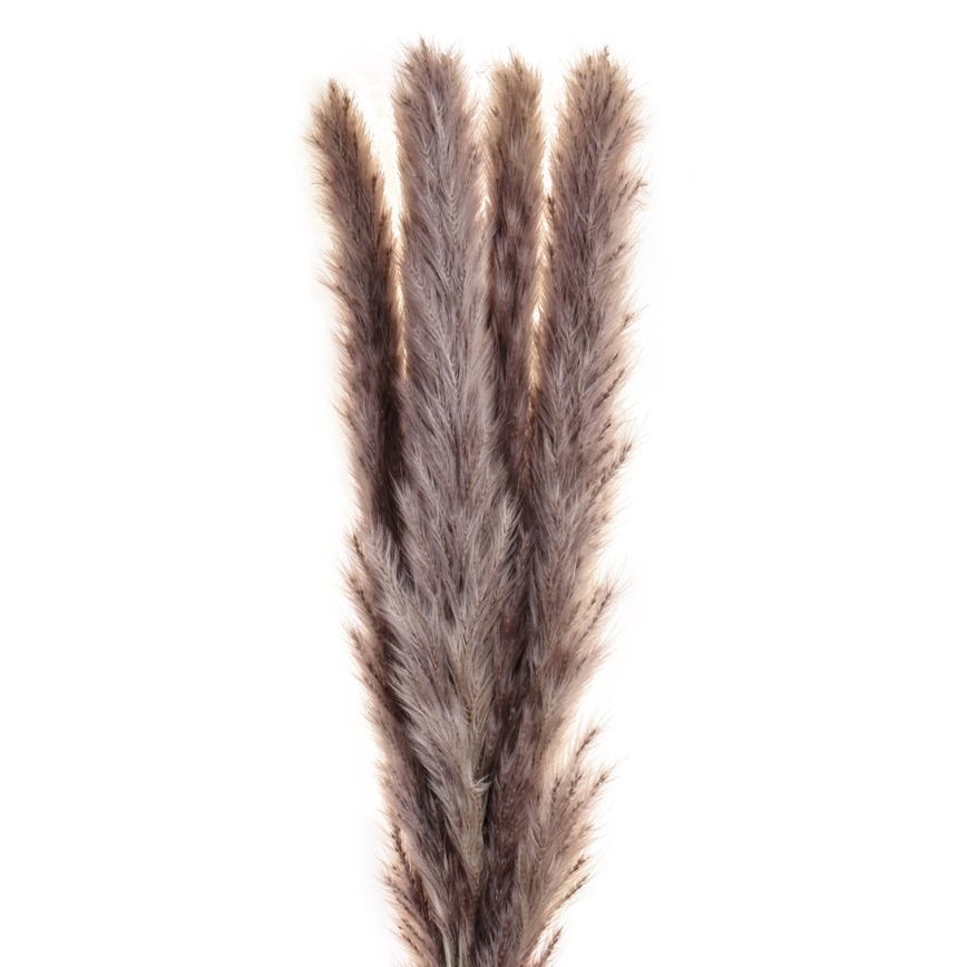 Eglo - Dried flower 60 cm purple