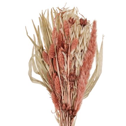 Eglo - Dried flower 60 cm orange