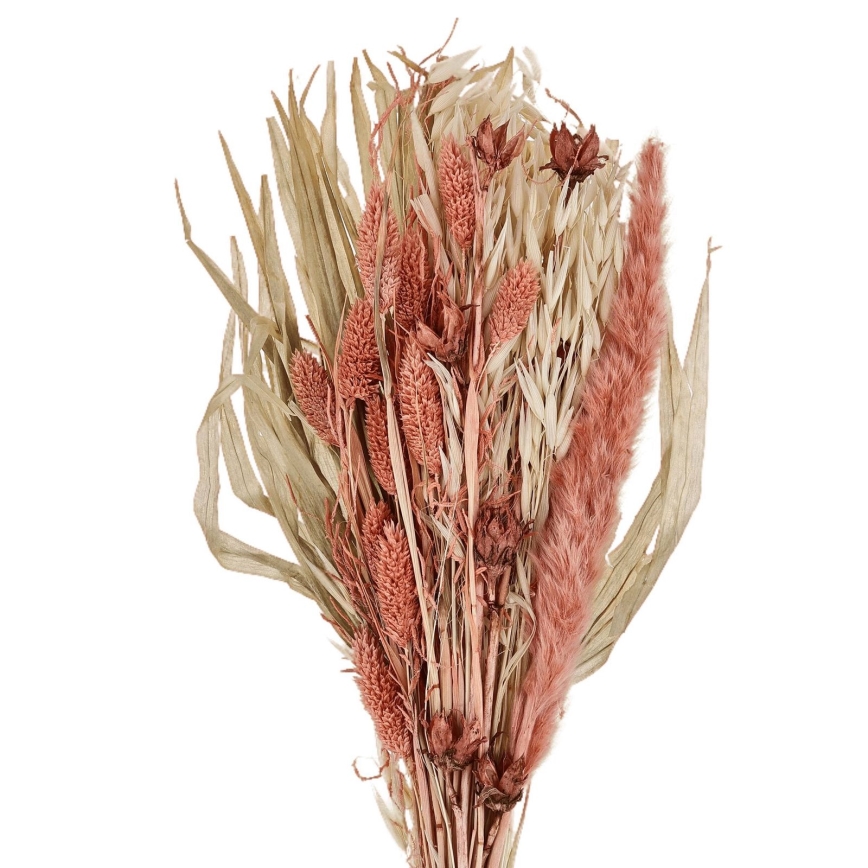 Eglo - Dried flower 60 cm orange