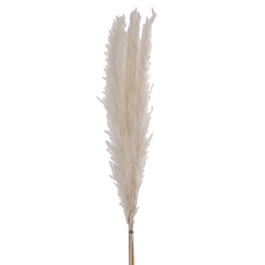 Eglo - Dried flower 70 cm white