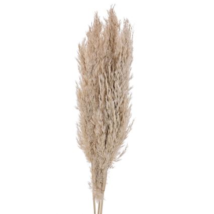 Eglo - Dried flower 85 cm beige