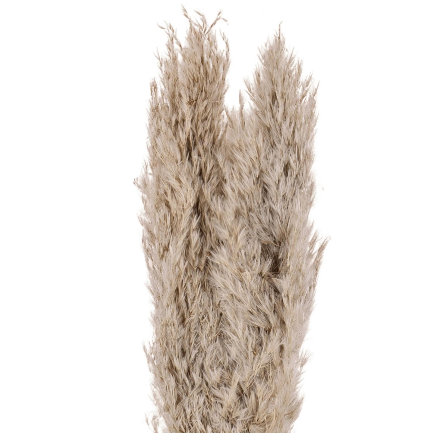 Eglo - Dried flower 55 cm beige