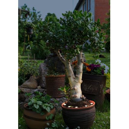 Eglo - LED Outdoor decorative chain SPINETOLI 6xLED IP65