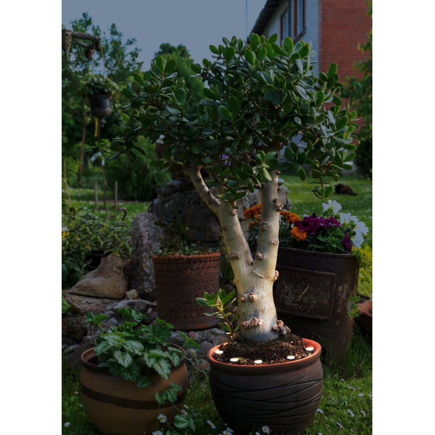 Eglo - LED Outdoor decorative chain SPINETOLI 6xLED IP65