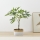 Eglo - Artificial plant in a flowerpot 61x40,6 cm