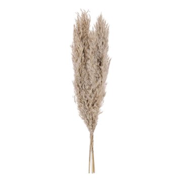 Eglo - Dried flower 55 cm beige
