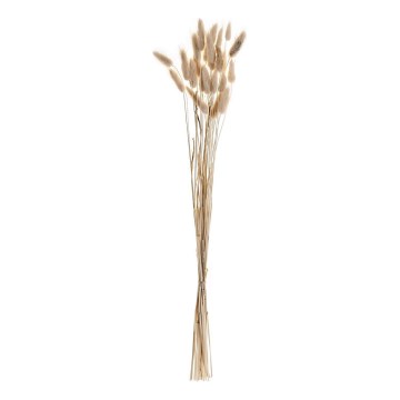 Eglo - Dried flower 60 cm beige