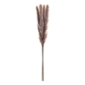 Eglo - Dried flower 60 cm purple