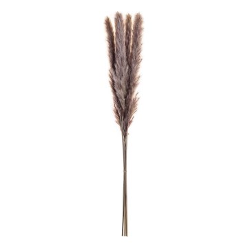 Eglo - Dried flower 60 cm purple