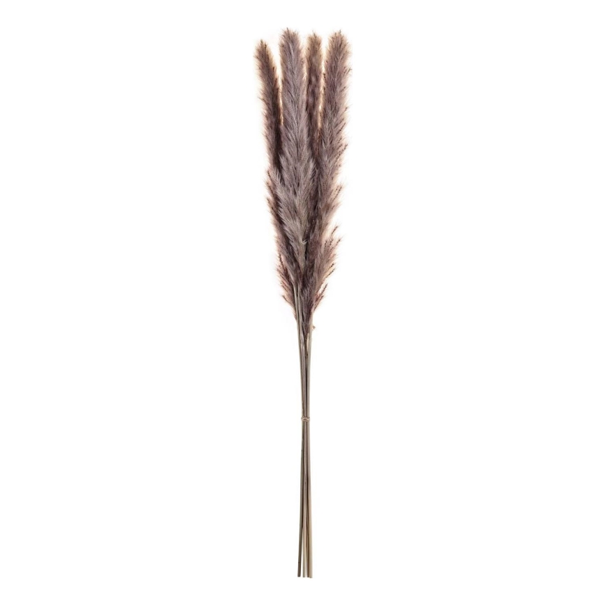 Eglo - Dried flower 60 cm purple