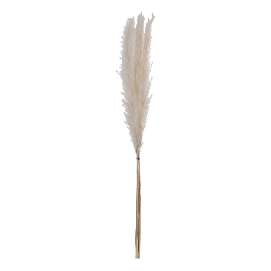 Eglo - Dried flower 70 cm white