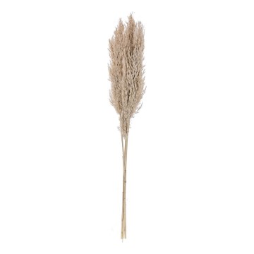 Eglo - Dried flower 85 cm beige