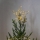 Eglo - LED Outdoor Christmas decoration 30xLED/0,06W/3xAA IP44