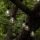 Eglo - LED Outdoor decorative chain 10xLED/0,06W/3V IP44
