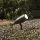Ideal Lux - Outdoor lamp INSIDE 1xG9/15W/230V 27,5 cm IP54 black