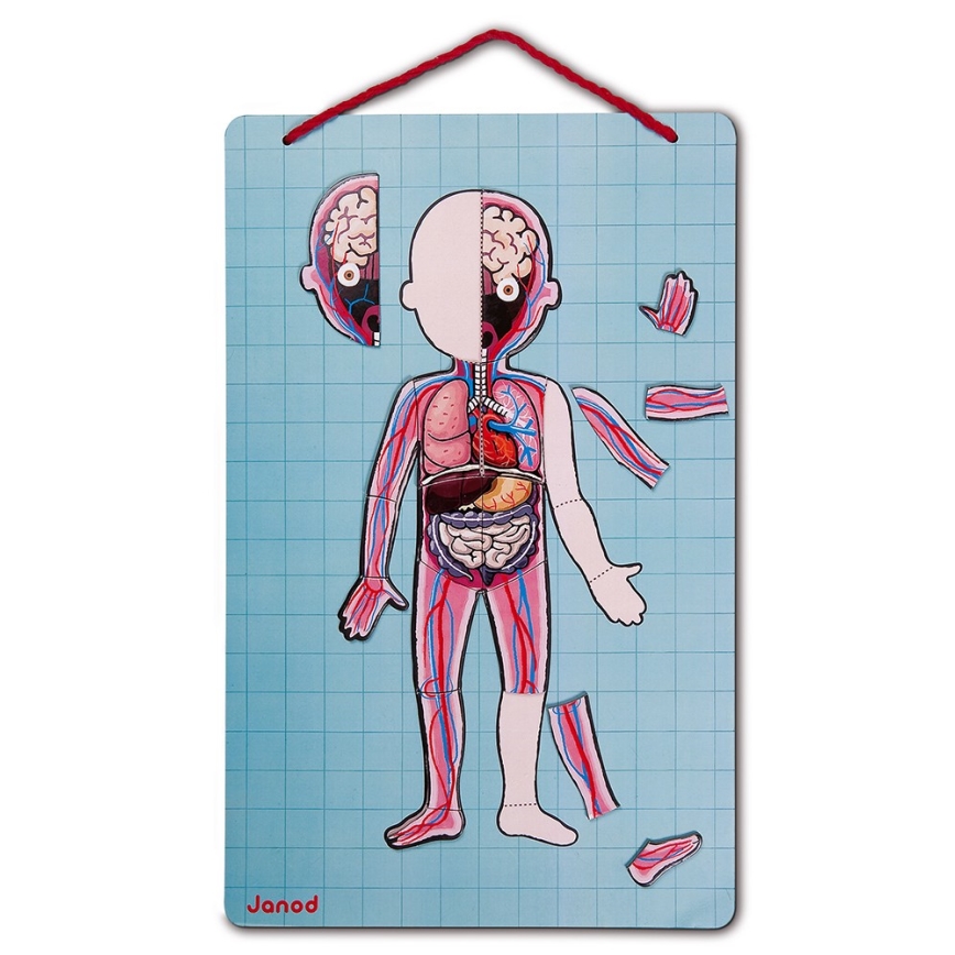 Janod - Magnetic jigsaw puzzle BODYMAGNET human body