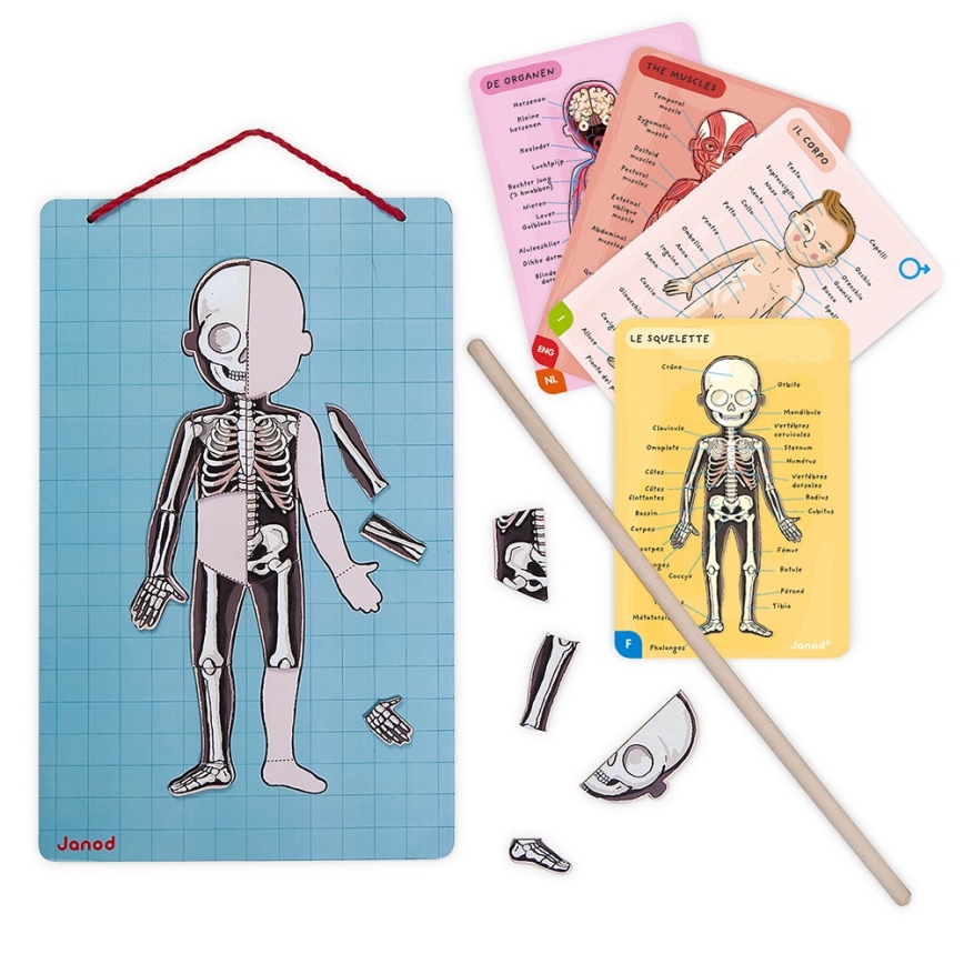 Janod - Magnetic jigsaw puzzle BODYMAGNET human body