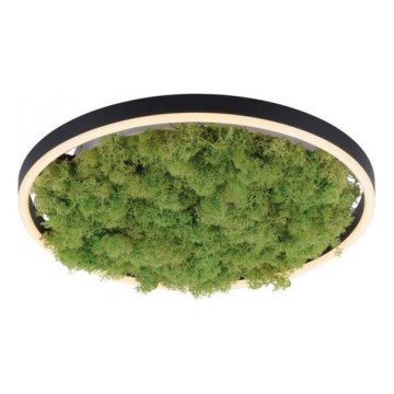 JUST LIGHT. 15391-66 - LED Dimmable ceiling light GREEN RITU LED/20W/230V