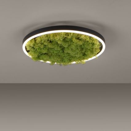 JUST LIGHT. 15391-66 - LED Dimmable ceiling light GREEN RITU LED/20W/230V