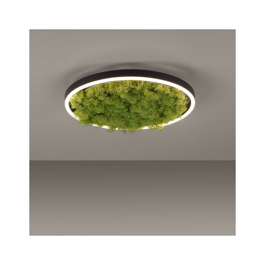 JUST LIGHT. 15391-66 - LED Dimmable ceiling light GREEN RITU LED/20W/230V