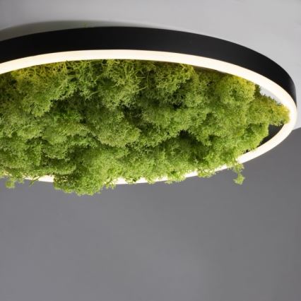 JUST LIGHT. 15391-66 - LED Dimmable ceiling light GREEN RITU LED/20W/230V