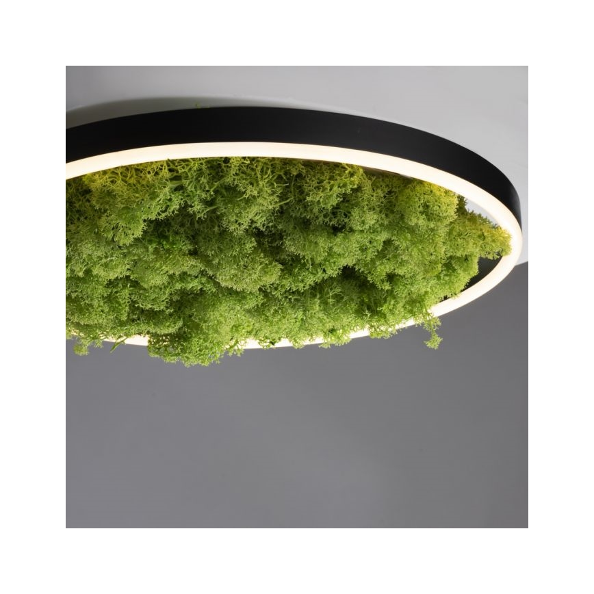 JUST LIGHT. 15391-66 - LED Dimmable ceiling light GREEN RITU LED/20W/230V