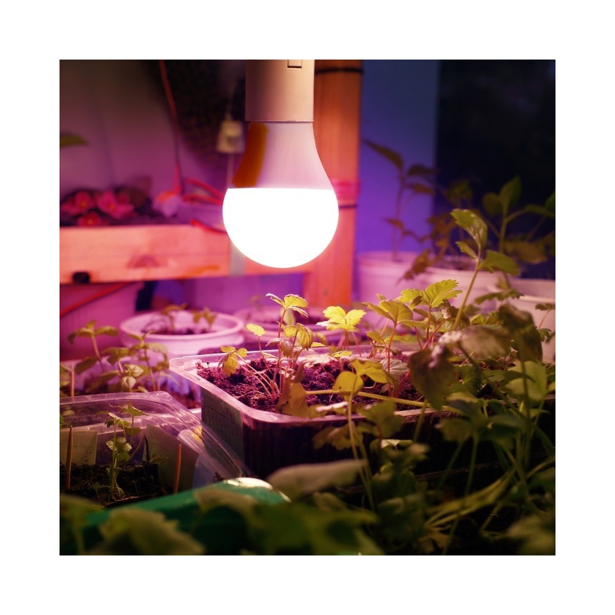 LED Bulb for plant growth PLANTY E27/11W/230V 1200K white
