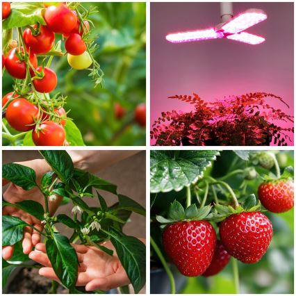 LED Bulb for plant growth PLANTY E27/24W/230V 1200K