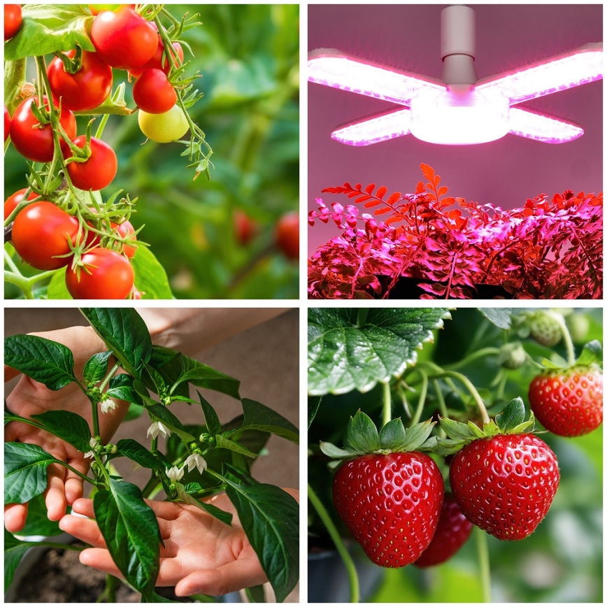 LED Bulb for plant growth PLANTY E27/40W/230V 1200K