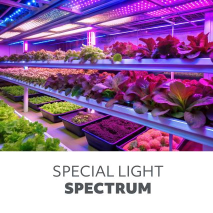 LED Bulb for plant growth PLANTY E27/40W/230V 1200K
