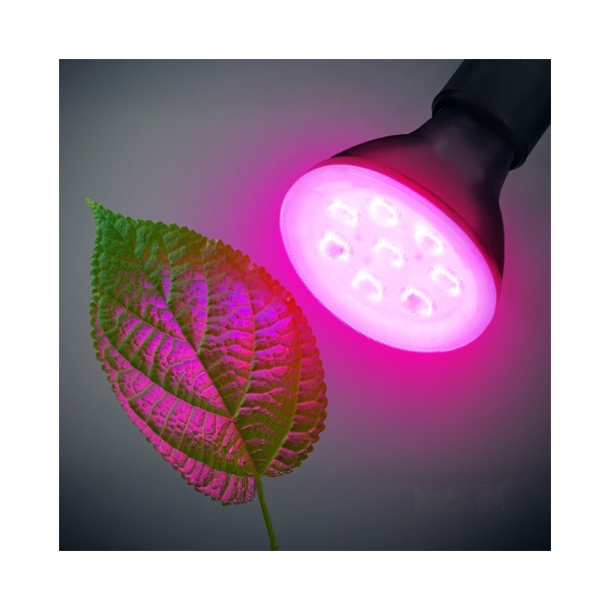 LED Bulb for plant growth PLANTY E27/7W/230V 1200K black
