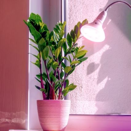 LED Bulb for plant growth PLANTY E27/7W/230V 1200K white