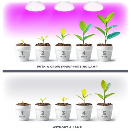 LED Bulb for plant growth PLANTY E27/7W/230V 1200K white
