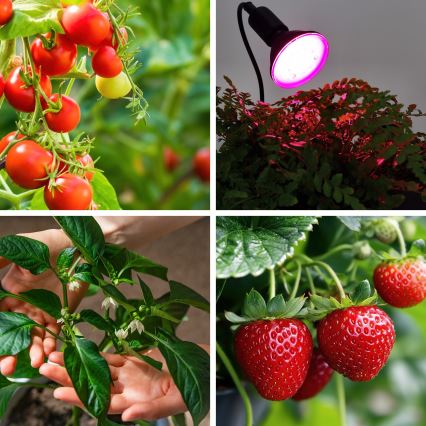 LED Bulb for plant growth PLANTY E27/9W/230V 1200K black