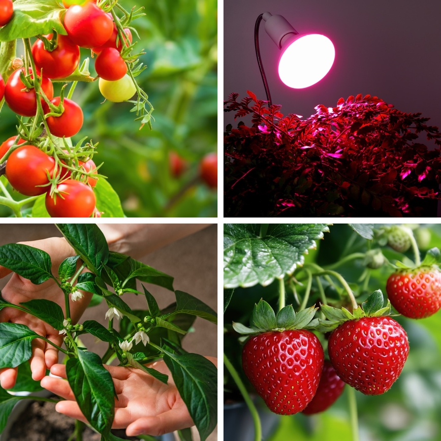 LED Bulb for plant growth PLANTY E27/9W/230V 1200K white