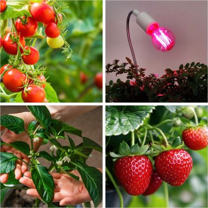 LED Bulb for plant growth VITABLOOM E27/8W/230V 1200K - Brilagi