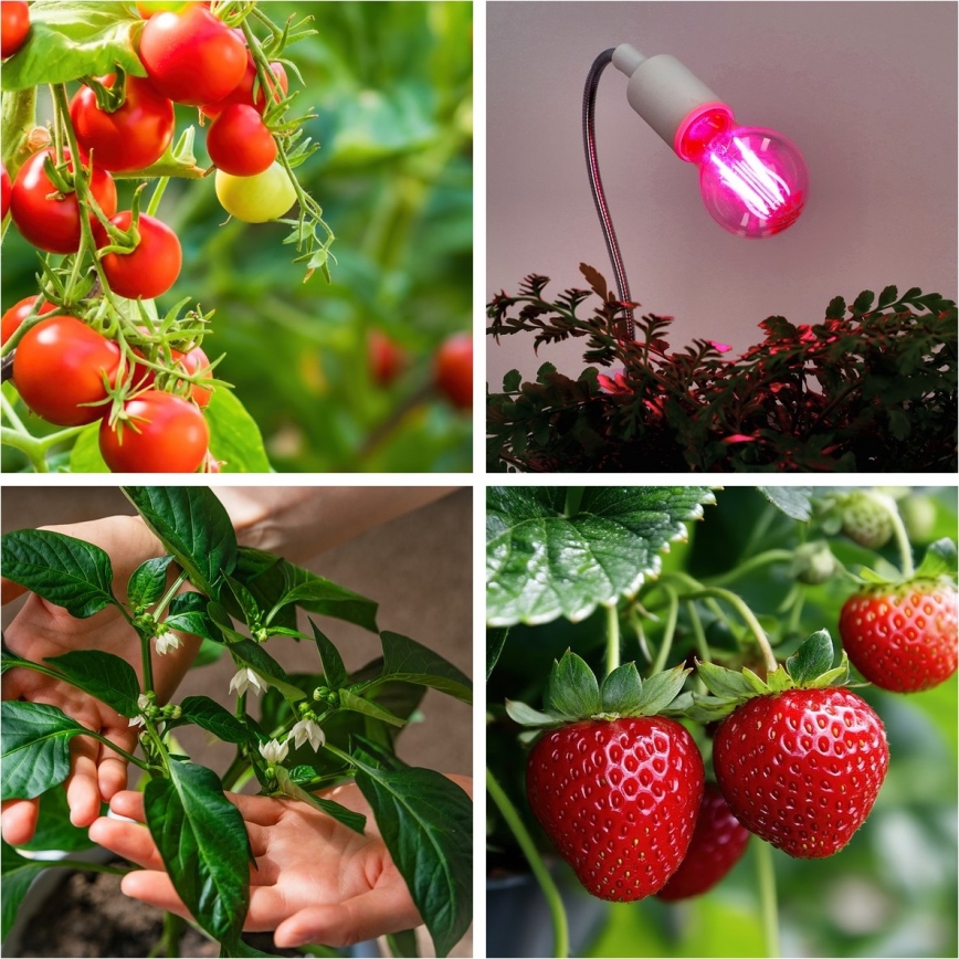 LED Bulb for plant growth VITABLOOM E27/8W/230V 1200K - Brilagi