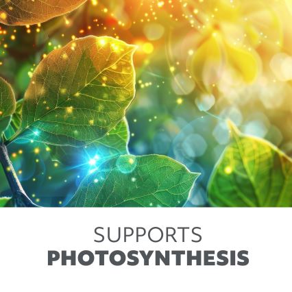 LED Bulb for plant growth VITABLOOM E27/8W/230V 1200K - Brilagi