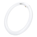 LED Fluorescent tube T9 G24q-1/32W/230V 6500K - Aigostar