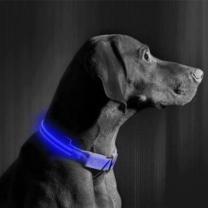 LED Rechargeable dog collar 40-48 cm 1xCR2032/5V/40 mAh blue